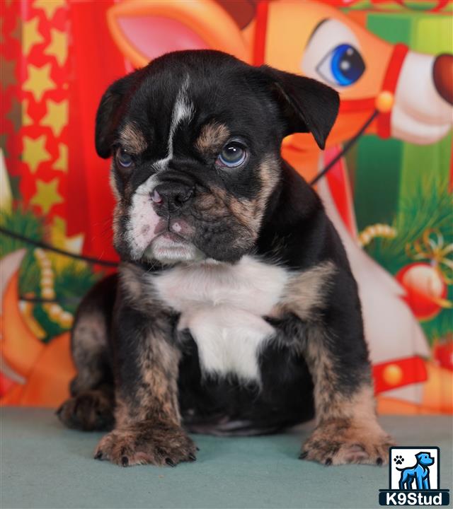 a small black english bulldog dog