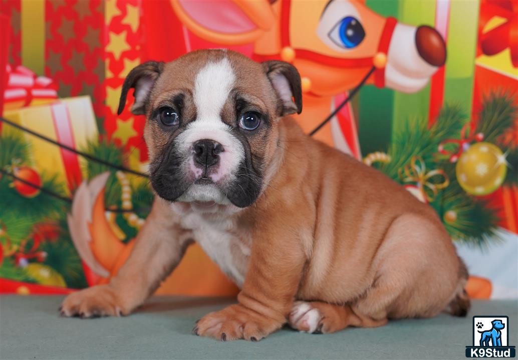 a english bulldog dog sitting on a couch