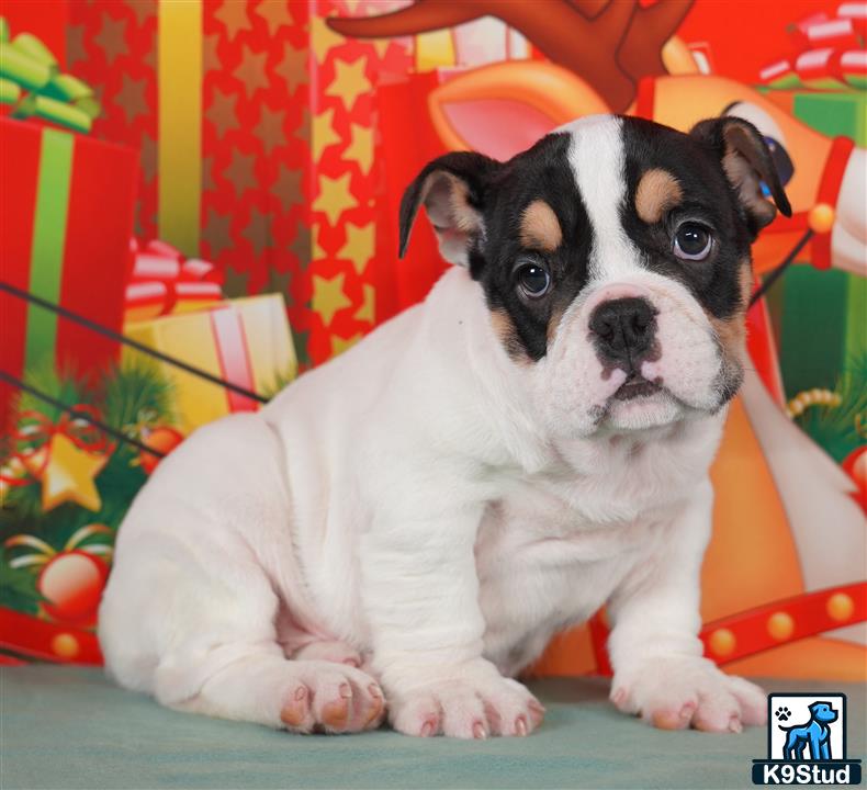 a english bulldog dog sitting on a couch