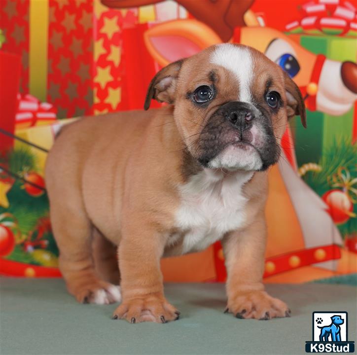 a small english bulldog dog sitting on a table