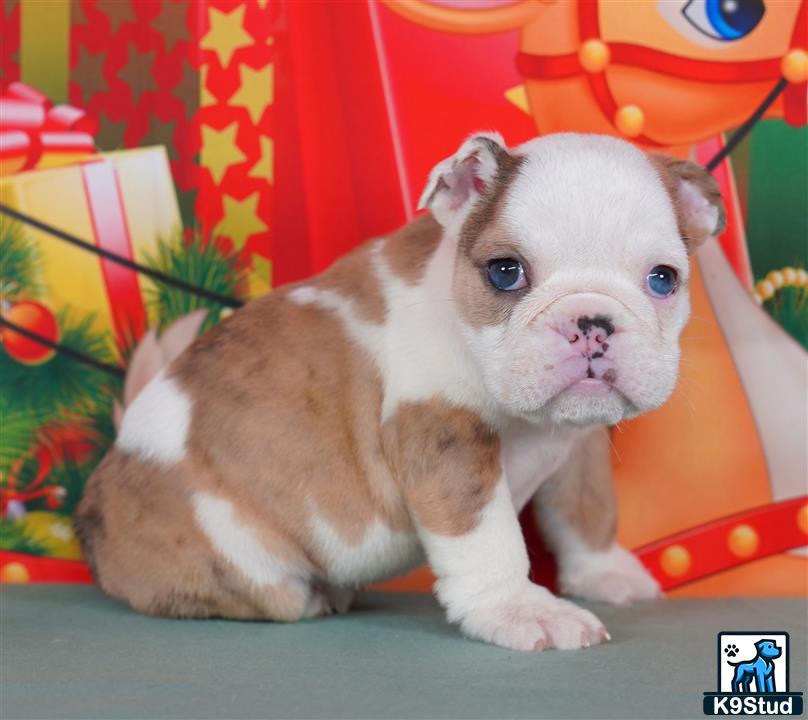 a english bulldog dog lying on a couch