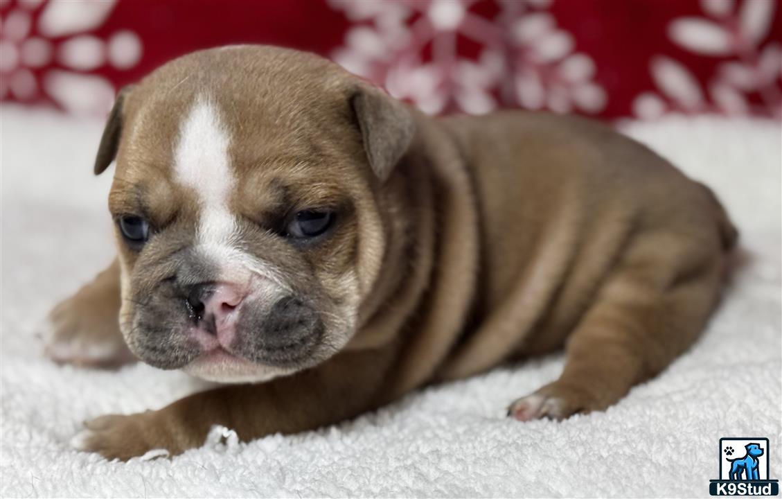 a english bulldog puppy lying on a blanket