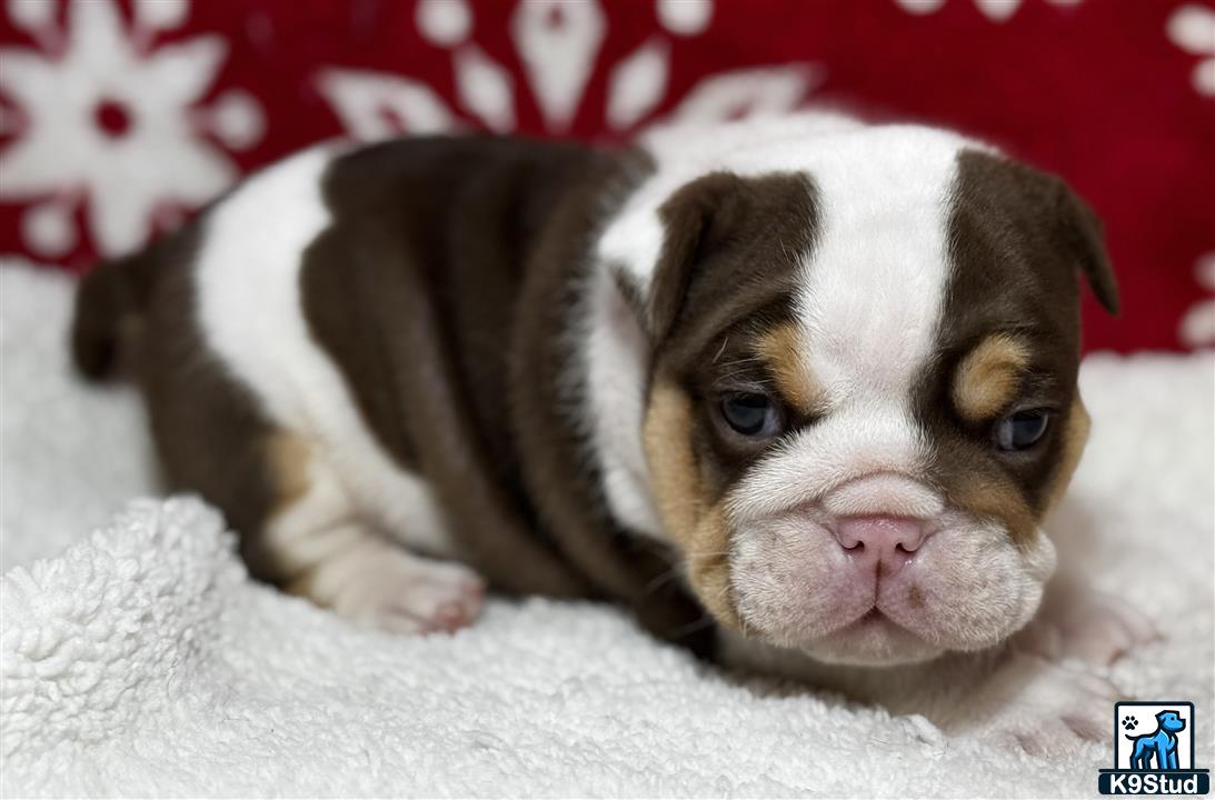 a english bulldog puppy lying on a blanket