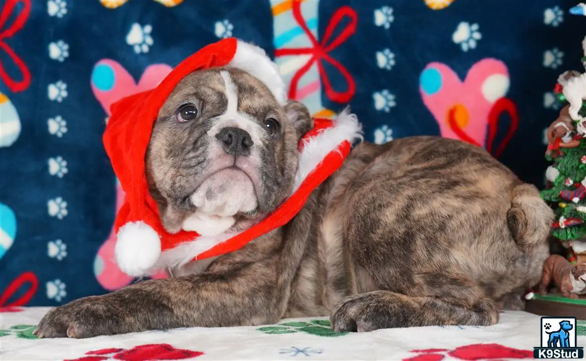 English Bulldog