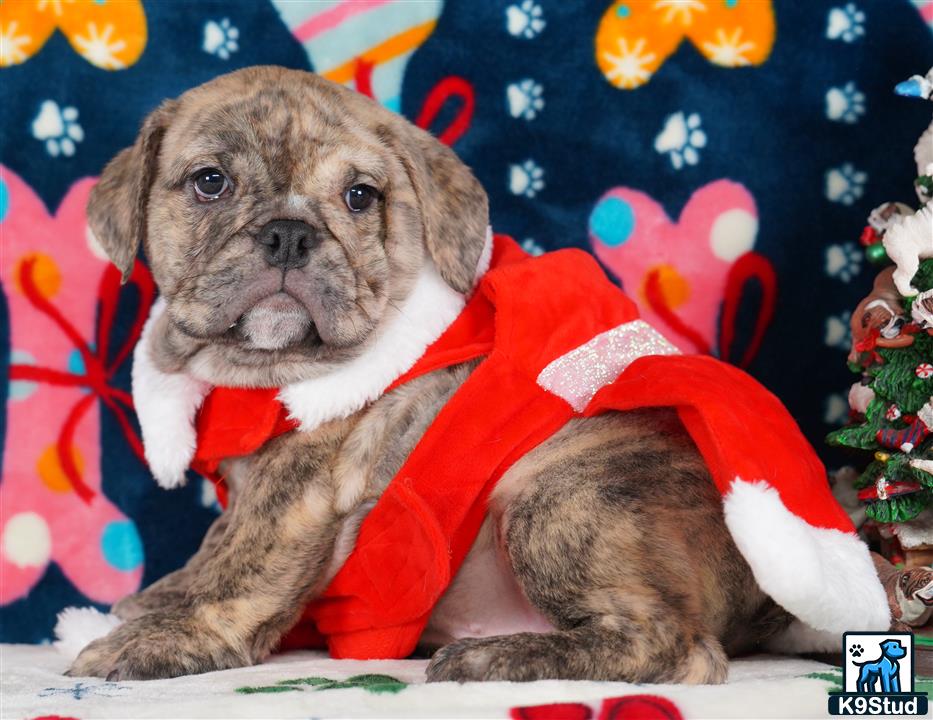 a english bulldog dog wearing a sweater