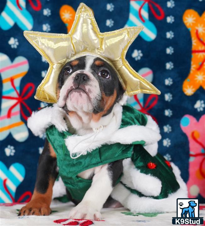 a english bulldog dog wearing a garment