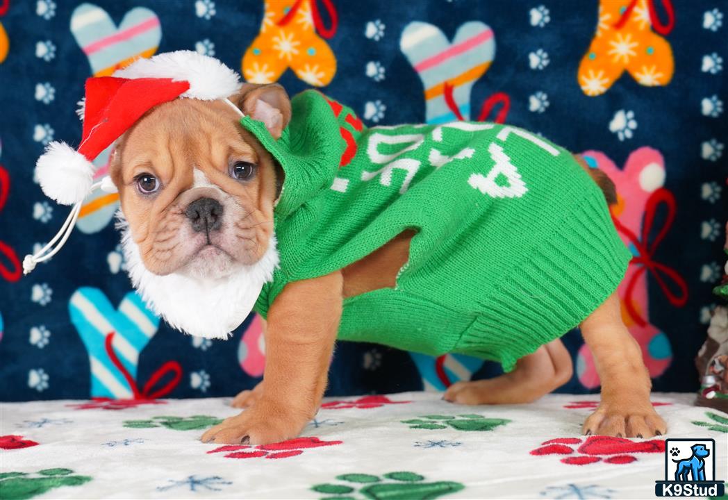 a english bulldog dog wearing a garment