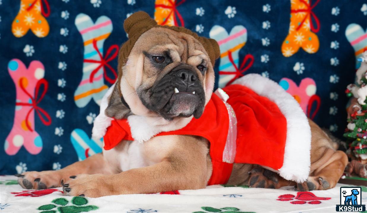 a english bulldog dog wearing a red shirt