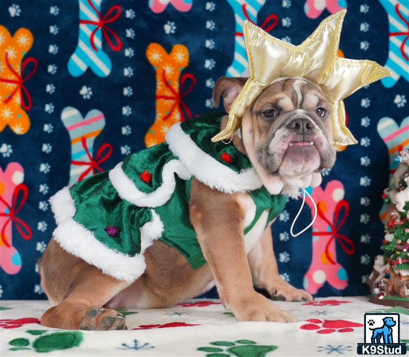 a english bulldog dog wearing a garment