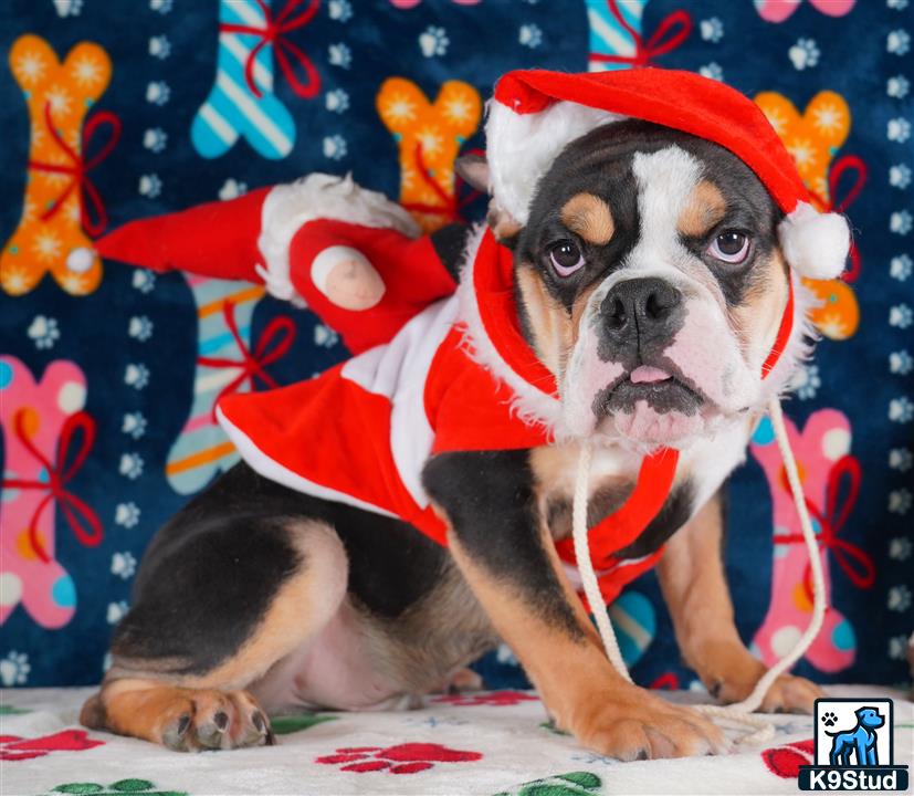 a english bulldog dog wearing a santa garment