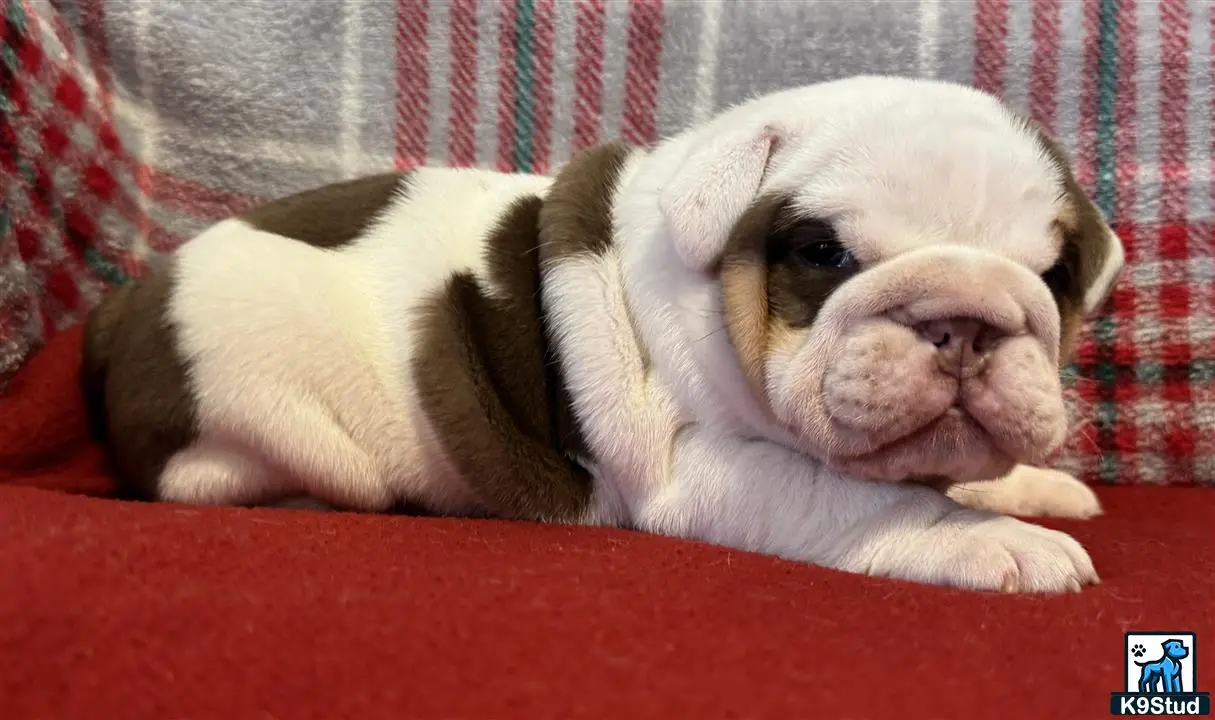 English Bulldog