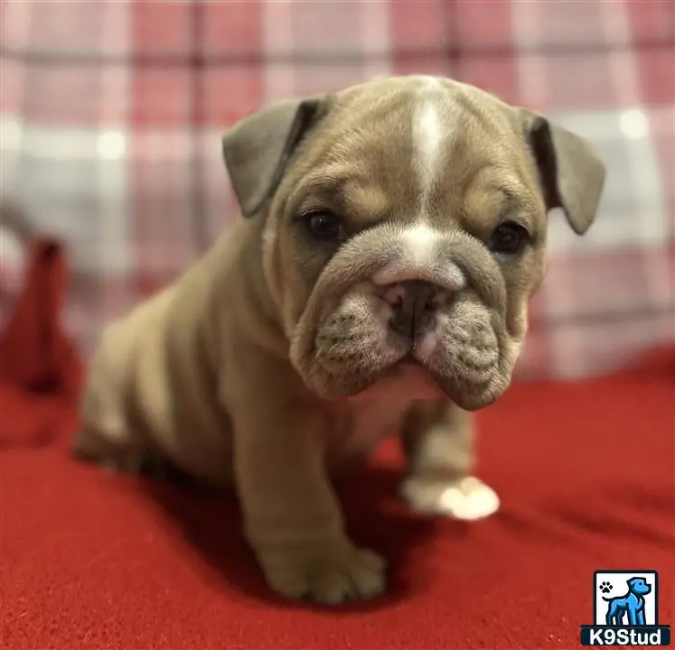 English Bulldog