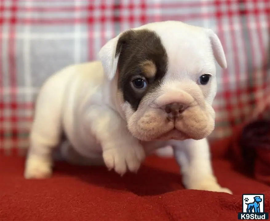 English Bulldog