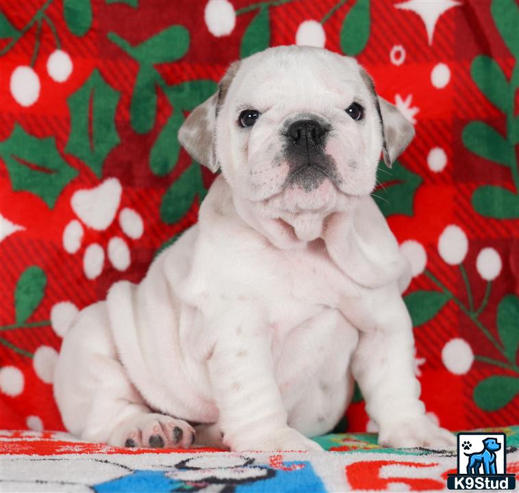 a english bulldog puppy sitting on a blanket