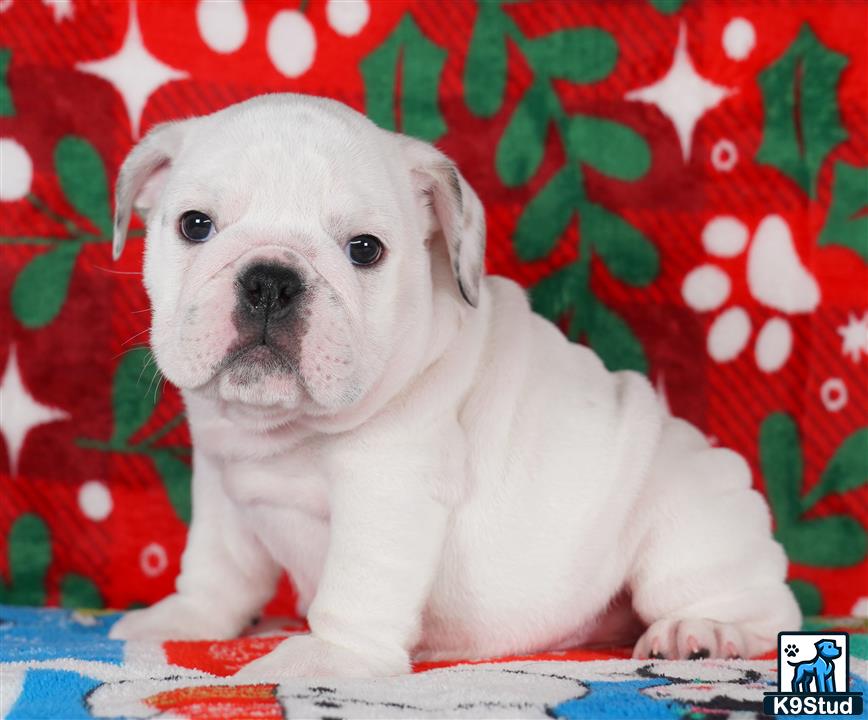 a english bulldog puppy sitting on a blanket