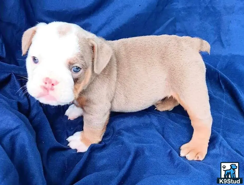a small english bulldog puppy on a blue blanket