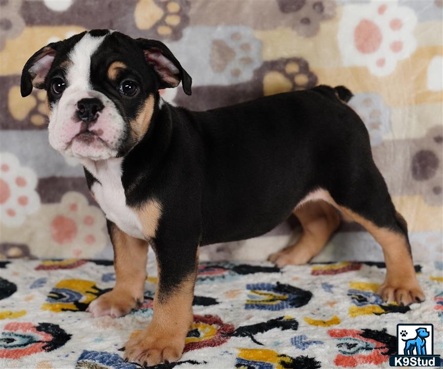 a english bulldog dog standing on a bed