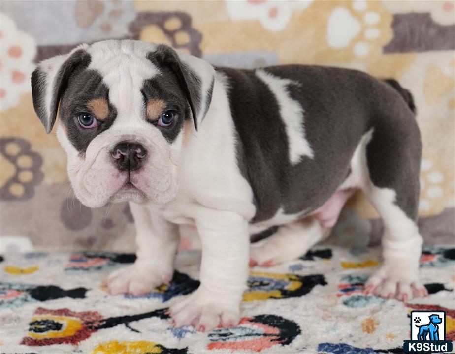 a english bulldog dog standing on a bed