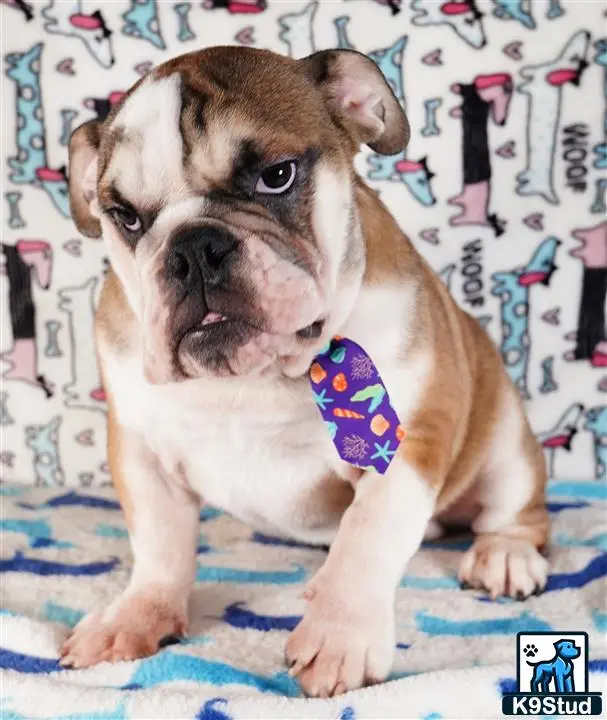 a english bulldog dog with a bow tie