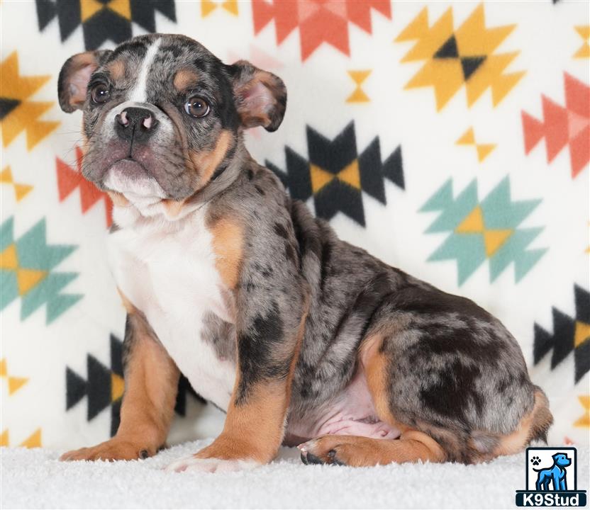 a english bulldog dog sitting on a couch