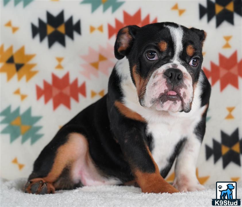 a english bulldog dog sitting on the ground