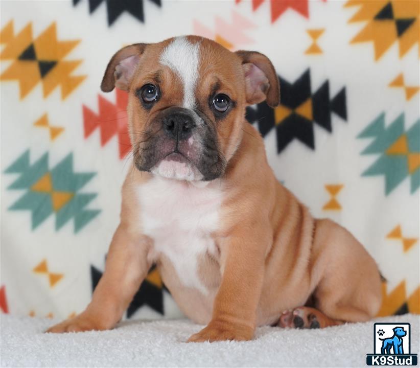 a english bulldog dog sitting on the ground