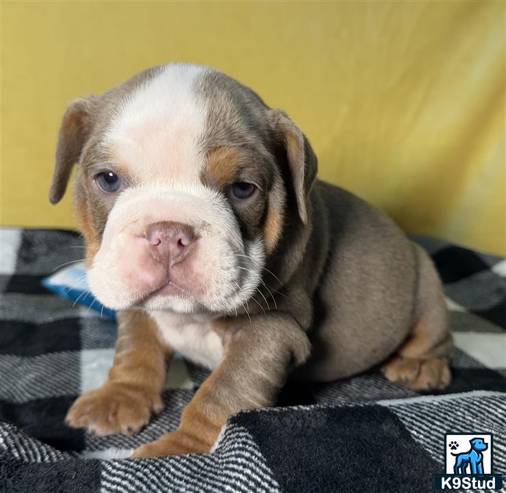 a english bulldog dog lying on a blanket