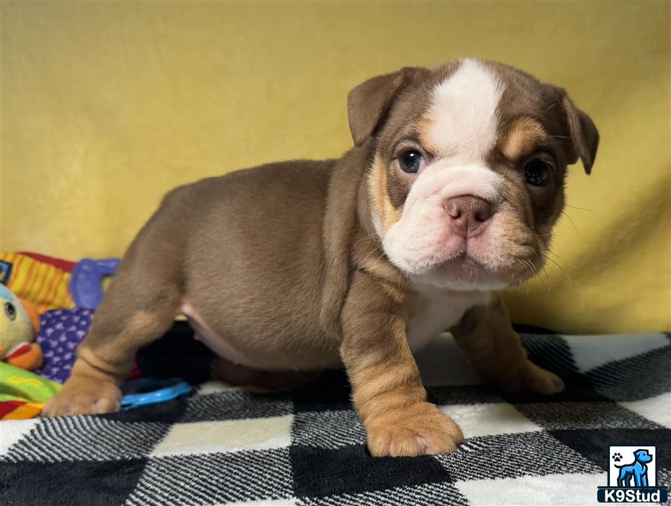 a english bulldog puppy standing on a bed