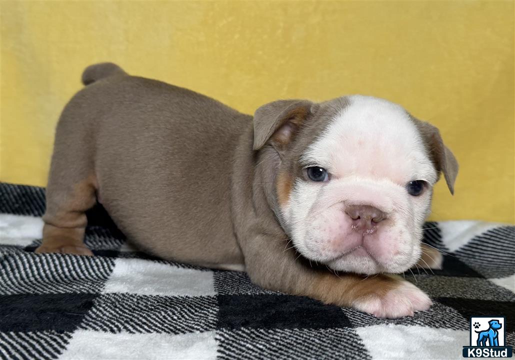 a english bulldog dog lying on a bed