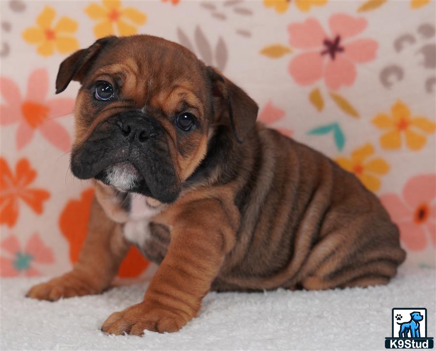 a english bulldog dog lying on a couch