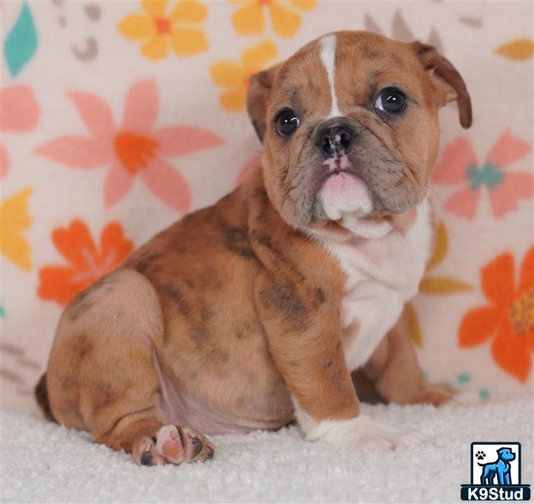 a english bulldog dog lying on a bed