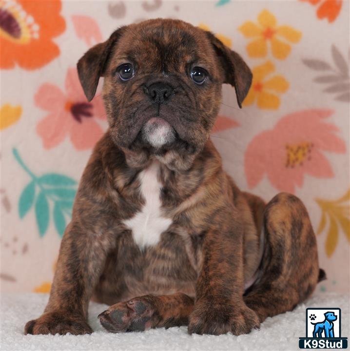 a english bulldog puppy sitting on the ground