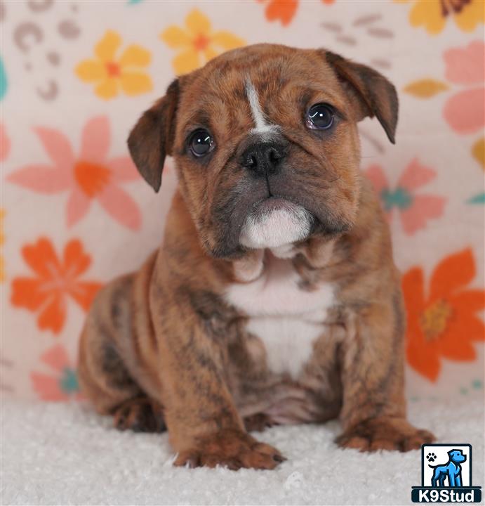 a english bulldog dog sitting on a couch