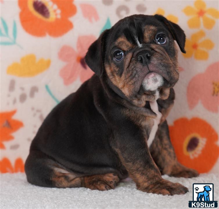 a english bulldog dog sitting on a couch