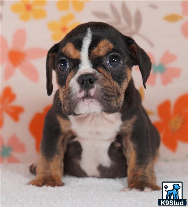 a small black and white english bulldog puppy