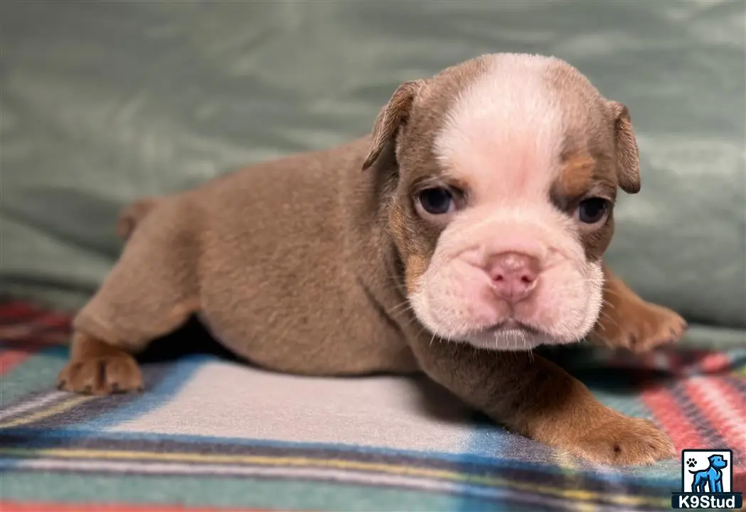 English Bulldog