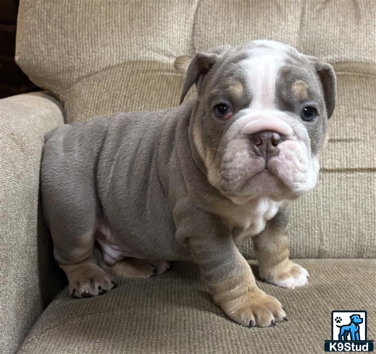 a english bulldog dog sitting on a couch