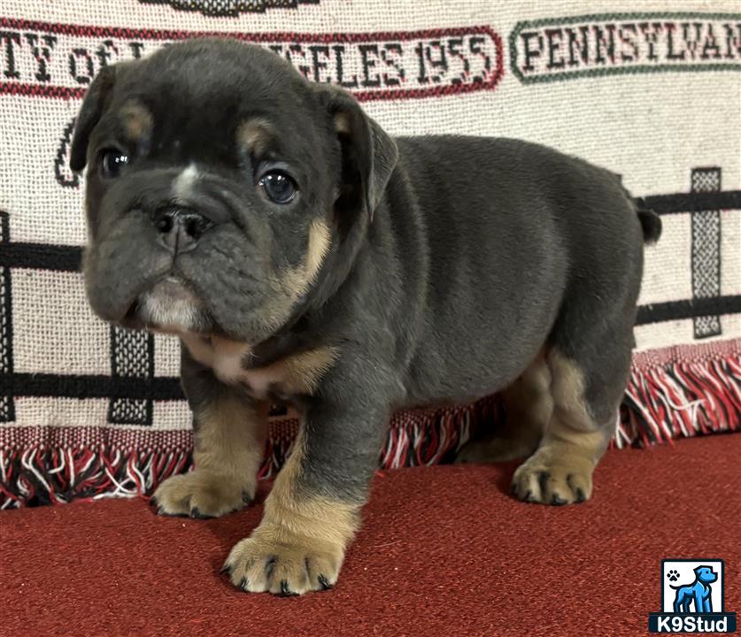 a english bulldog dog sitting on a red carpet