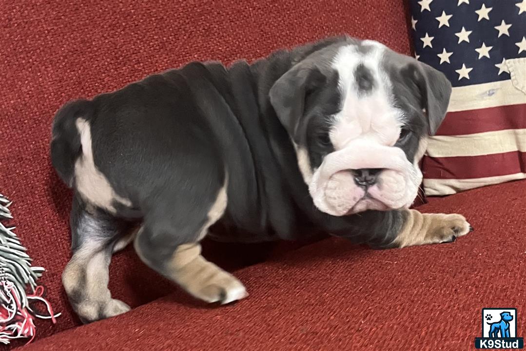 a english bulldog dog lying on a red carpet