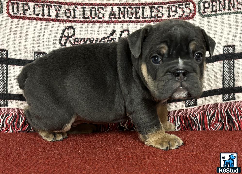 a english bulldog dog sitting on a red carpet