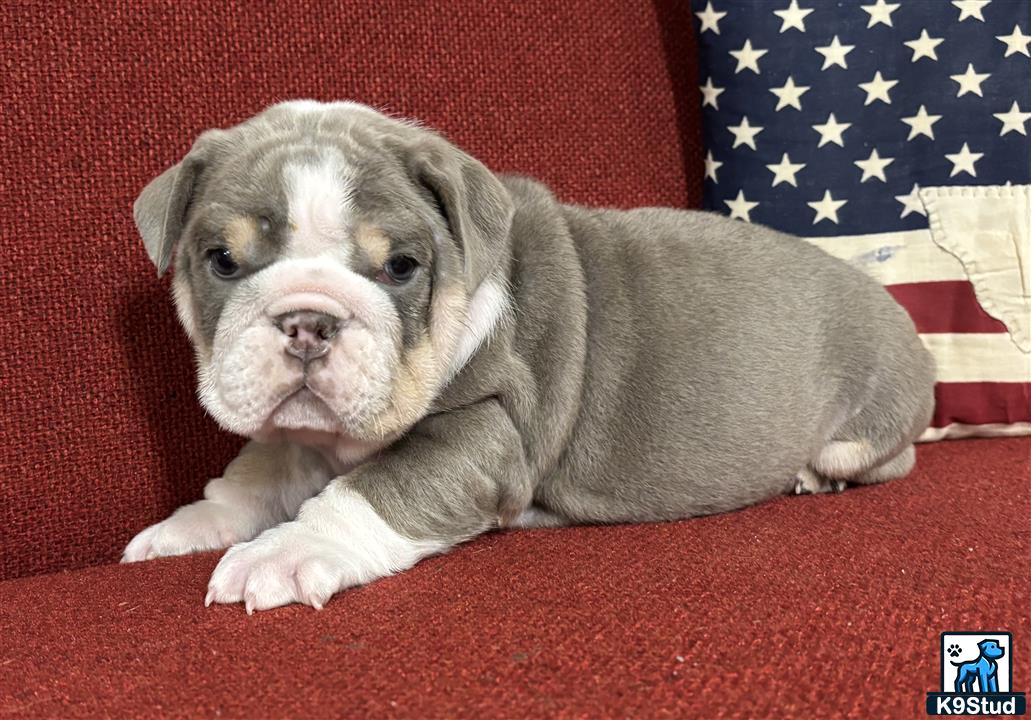 a english bulldog dog lying on a couch