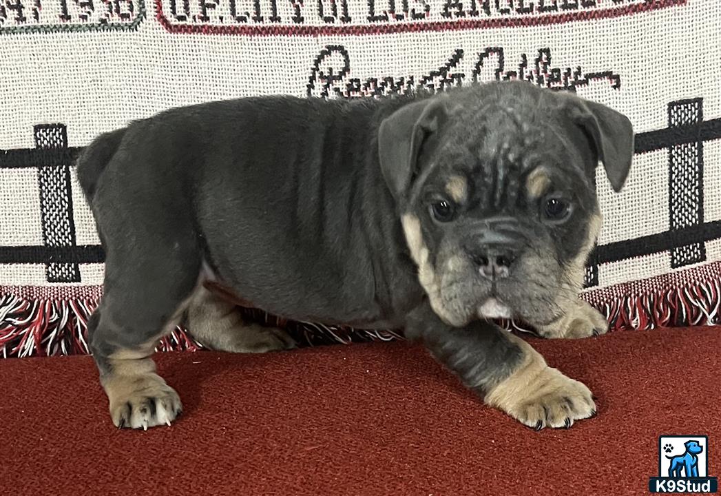 a english bulldog puppy lying on a red carpet