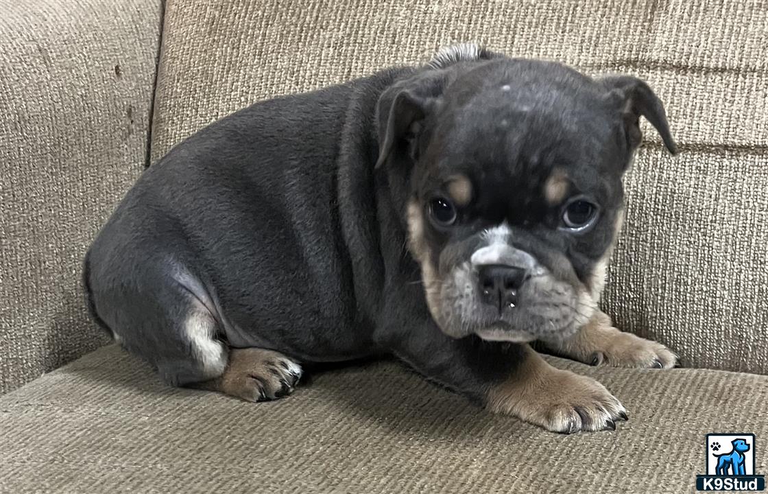 a english bulldog dog lying on a couch