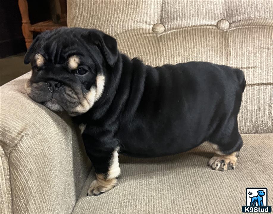 a english bulldog dog sitting on a couch