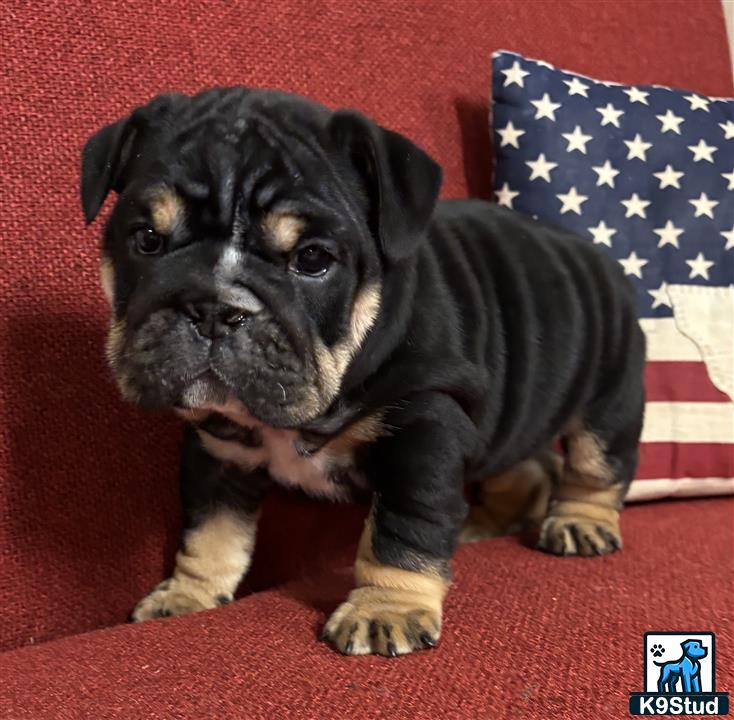 a english bulldog puppy sitting on a red surface with a flag in the background