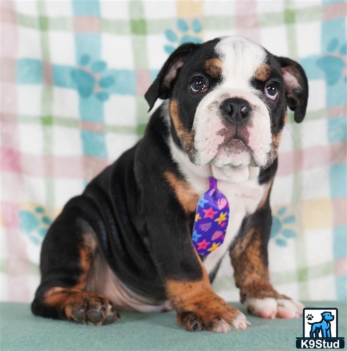 a english bulldog dog with a tie