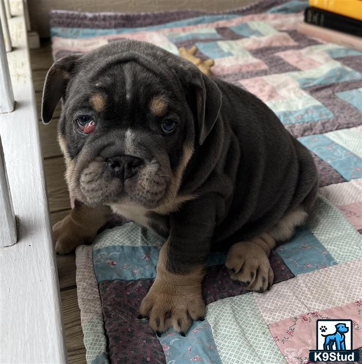 a english bulldog dog sitting on a rug