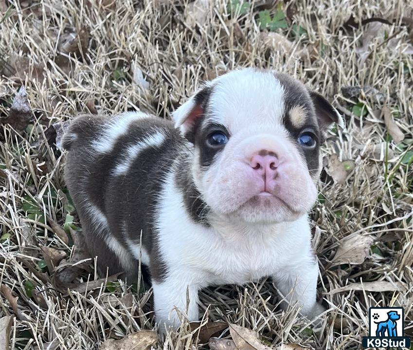 a baby goat in the grass