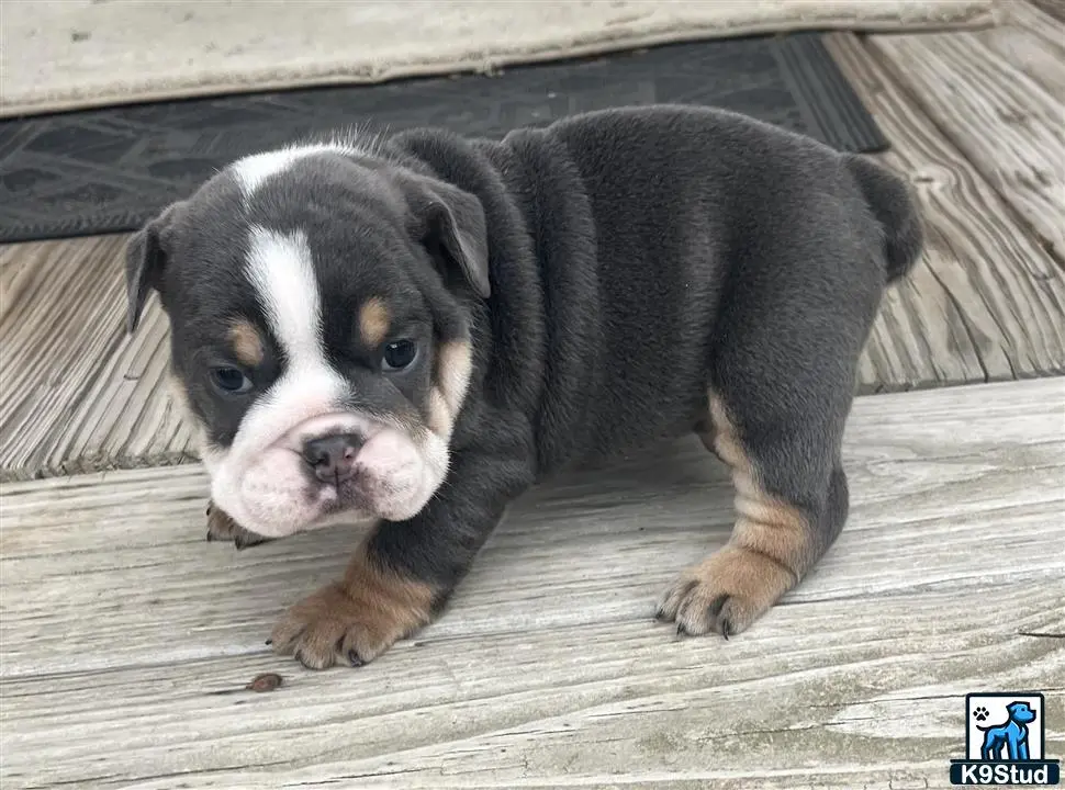 English Bulldog