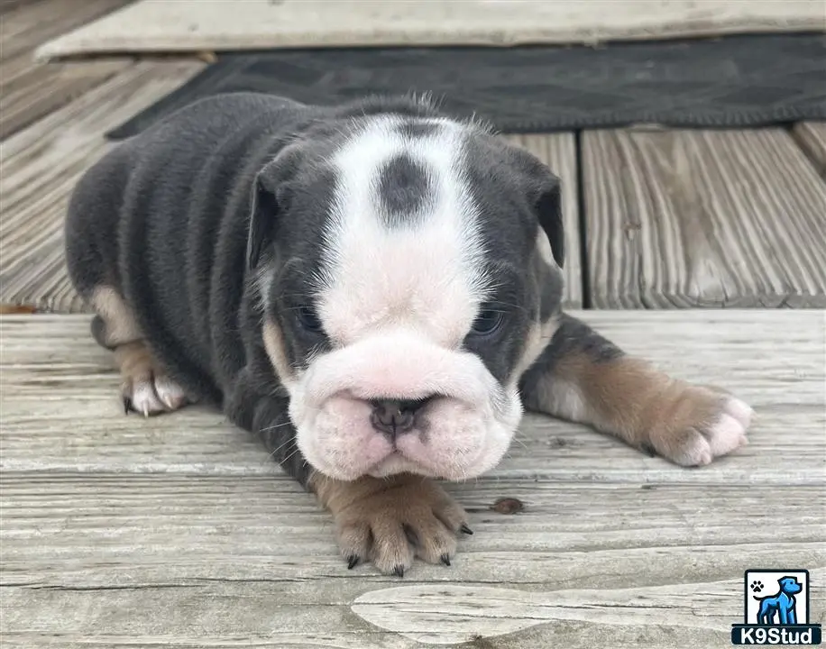 English Bulldog